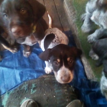 6 lovely German wired haired pointers for sale great pets or hunters. 
