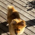Pomeranian Puppy-1