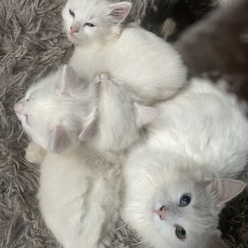 Manx Kittens