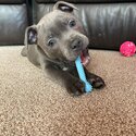 Amazing Friendly Blue Staffordshire Bull Terrier Puppy Looking For His New Forever Owner