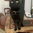 Four-year old male cat needing to be urgently rehomed close to home on Gold Coast-2