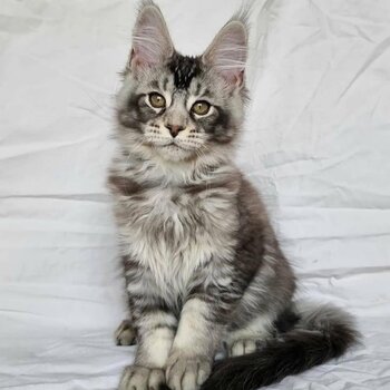 Trained Main Coon Kittens male and female 