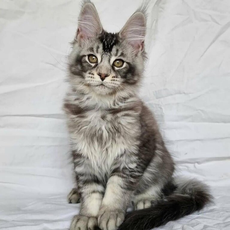 Trained Maine Coon Kittens male and female 