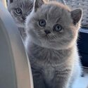 British shorthair kittens For Adoption male and female -2