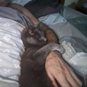Russian Blue cat for new loving home-2