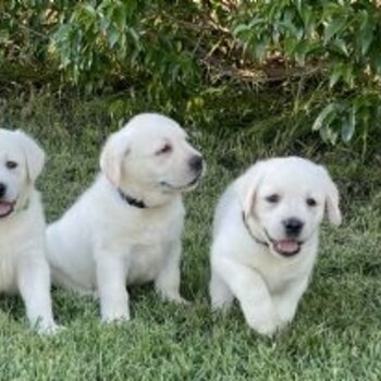 We have two beautiful Labrador-retriever puppies available and ready to leave us.
