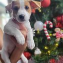 Jack Russel Terrier pups