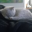 Purebred British Shorthair Kittens-5