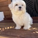 Female Maltese shih tzu puppy