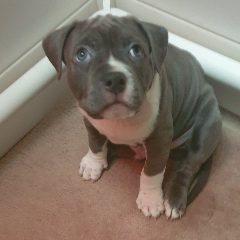 Pure bread blue and  white amstaff puppies 