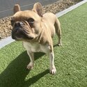 French Bulldog for sale-0