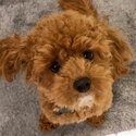 Hypoallergenic Cavoodle puppies for sale-1