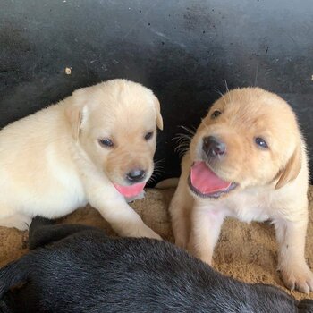 PURE LABRADOR puppies coming up for sale, Get in early