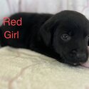Purebred Labrador Retriever Puppies looking for forever homes 