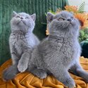 British shorthair kittens For Adoption male and female -1