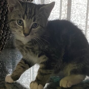 3 months old tabby for sale 