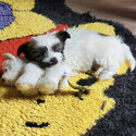 Shihtzu x Chihuahua Mixed Shichi. Great breed  for a family Home. -0
