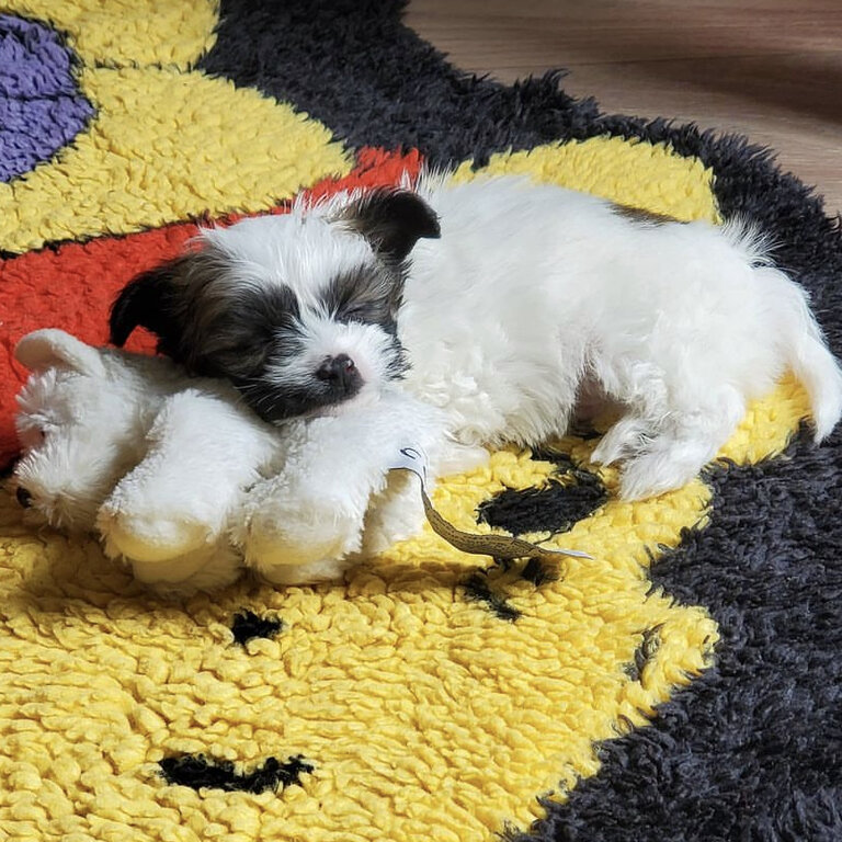 Shihtzu x Chihuahua Mixed Shichi. Great breed  for a family Home. 
