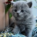 British Shorthair kittens for sale-1