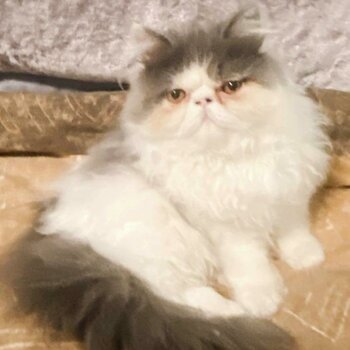 Charming and Gentle PURE BREED Persian Cat