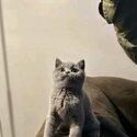 Blue British Shorthair Kitten-4