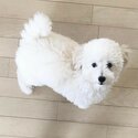 Adorable white female Toy Poodle for sale-0