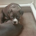Pure bread blue and  white amstaff puppies -2