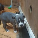 Pure bread blue and  white amstaff puppies -1