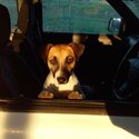 Jack Russel looking for love -4
