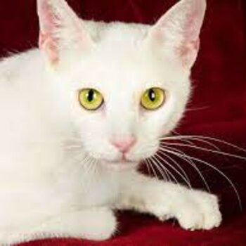 Cheap white cat named Snowy