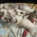 Pure Bred Ragdoll Kittens-3