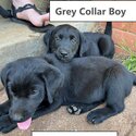 7 beautiful Labrador Puppies for sale-1