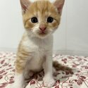Rory, the delightful cinnamon/white kitten,-4