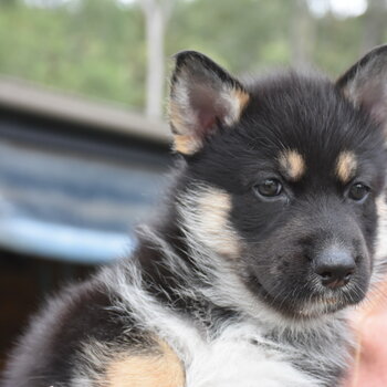 Shepsky puppies for sale. Dad is a Siberian Husky. Mum is a German Shepard