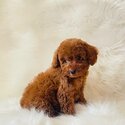 toy male Poodle, dark red color-0