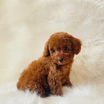 toy male Poodle, dark red color