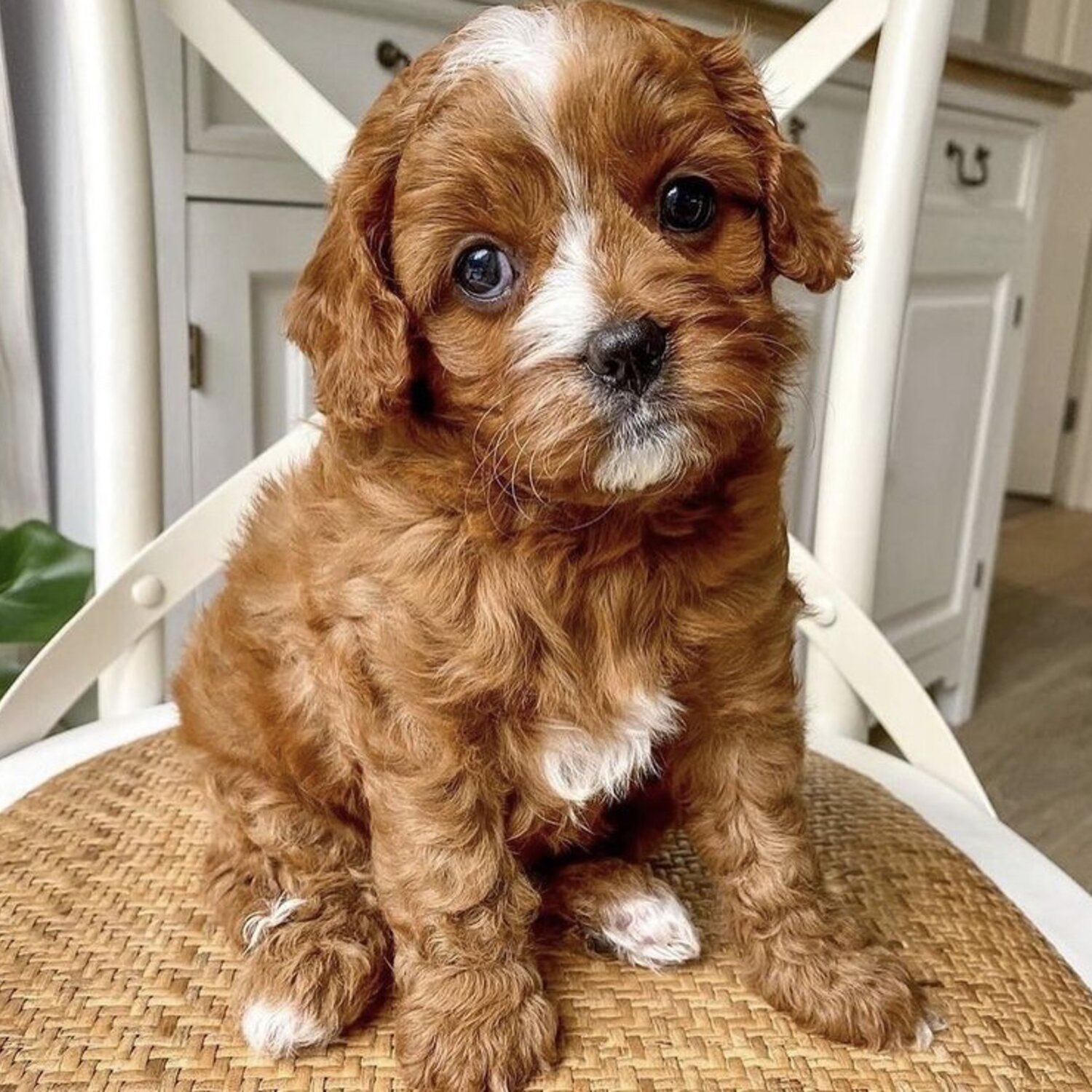 Beautiful Cavoodle (Cavalier x Toy Poodle) Puppies