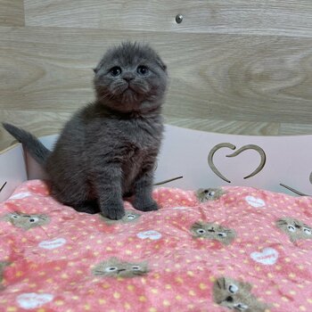 Four Grey Scottish Fold Kittens For Sale