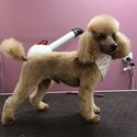 Purebred Toy Poodle Proven Stud Service -3