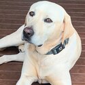 Beautiful Golden Labrador Stud Dog Available-0