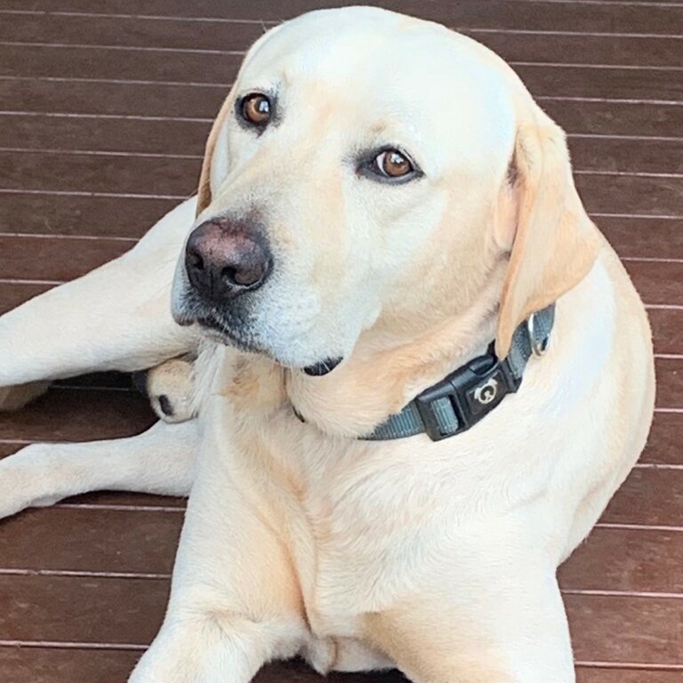 Beautiful Golden Labrador Stud Dog Available