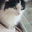 2 year old female cat Black and white long fur with a very pretty face. 