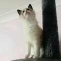WANTED HOME, FOR A RAGDOLL KITTEN-0