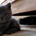 Purebred British Shorthair Kittens-4