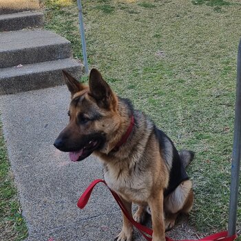 Frankie GSD is looking for a new home