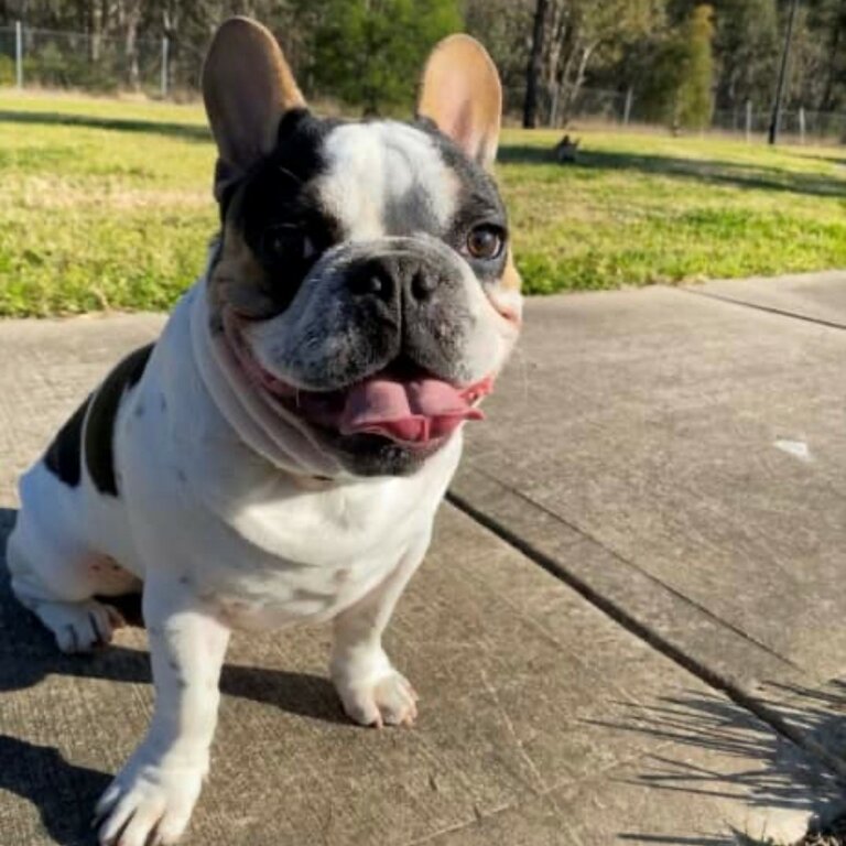 French Bulldog MALE Puppy - 7 months - Not Desexed