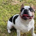 French Bulldog MALE Puppy - 7 months - Not Desexed-2