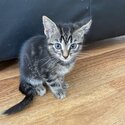 3 Gorgeous Females Kittens Available for new home-2