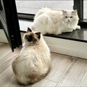 Two beautiful tri colored ragdoll cats for adoption -0