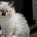 Premium, Friendly, Well Socialized, Healthy Purebred Ragdoll Kittens-5